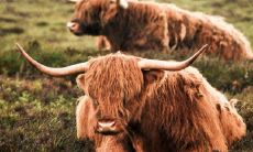 73年属牛2022年有三喜 虎年贵人属相