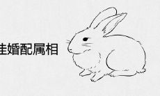 属兔人的最佳婚配属相