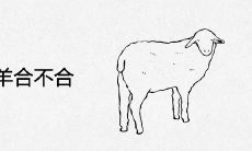 属牛和属羊合不合