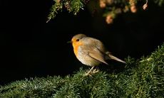 2022年属虎吉利名字男孩