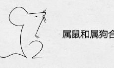 属鼠和属狗合不合