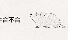属鼠和属牛合不合