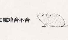 属鼠和属鸡合不合