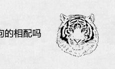 属虎跟属狗的相配吗