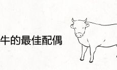 85年属牛的最佳配偶