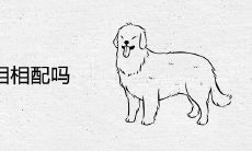 狗兔属相相配吗
