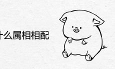 属猪和什么属相相配