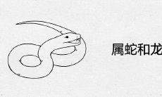 属蛇和龙相配吗
