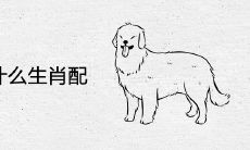 生肖狗和什么生肖配