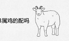 91属羊和93属鸡的配吗