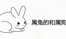 属兔的和属狗的合不合