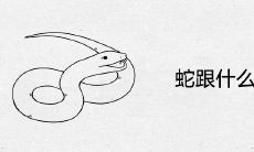 蛇跟什么属相配