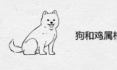 狗和鸡属相合不合