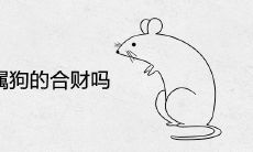 属鼠和属狗的合财吗
