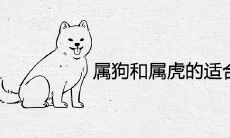 属狗和属虎的适合做夫妻吗