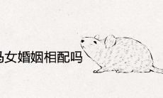 属鼠男和属马女婚姻相配吗