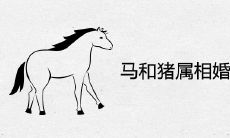 马和猪属相婚配合不合