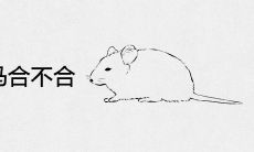 男属鼠和女属马合不合