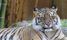 属虎48岁有什么坎 74年人2022劫难怎么化解