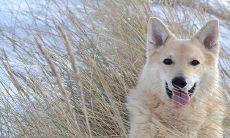 1994女狗正缘何时出现 2022年可以遇到真爱