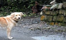 1994年的狗女什么时候动婚 2022年生肖狗三大喜事