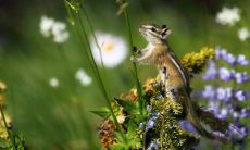 属马生一个鼠宝宝好吗 怎么化解