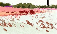 到底什么是断掌纹？