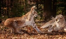 毕光国姓名评分72分