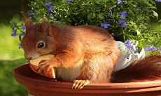 96年属鼠什么时候动婚 最佳婚配对象