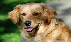 94年属狗女何时有姻缘 正缘属相是谁