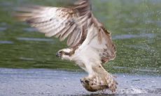 邱静刚姓名评分75分