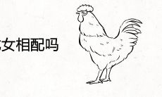 属鸡男和属龙女相配吗