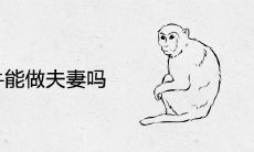 男猴女牛能做夫妻吗