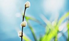 成淑琳姓名评分86分