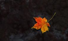 胡军珠姓名评分75分