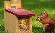 属鼠的6合贵人 最忌讳的属相