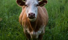 46岁属牛的人会遇到什么坎 一生运势怎样