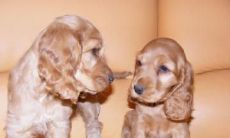 魏舞姓名评分103分