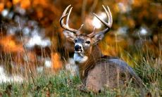 卞利伟姓名评分88分