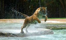 柏雪戈姓名评分103分