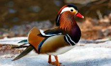 支紫矞姓名评分89分