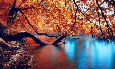 丁顺起姓名评分80分