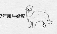 94年属狗和97年属牛婚配如何