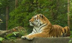 2022虎年大富大贵男孩名字