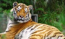 属虎的人适合戴黄金吗 戴什么手串