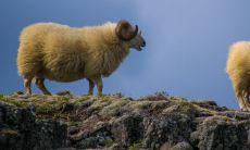 属羊人最怕最苦命的月份是几月
