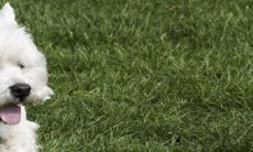 1982年属狗40岁怎么样