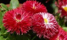 蔡彦佳姓名评分77分