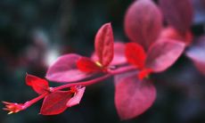 杺和枔哪个取名好有涵养