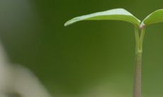 给小树取名寓意和希望的名字推荐